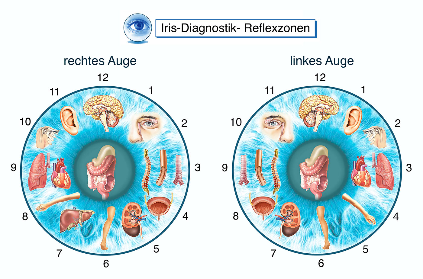IRISDIAGNOSE -- Irisdiagnose-Tafel